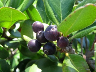 Baies de rhaphiolepis umbellata