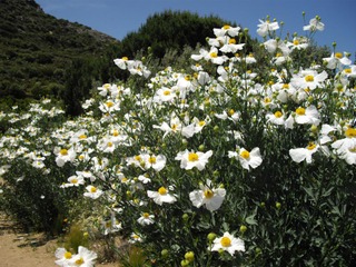 Romneya coulteri, pavot en arbre