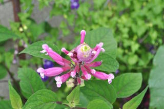 Salvia involucrata bethelii