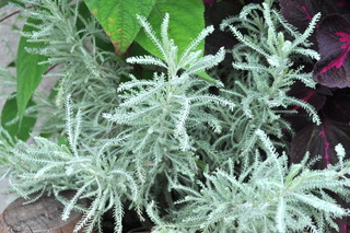Santolina pinnata
