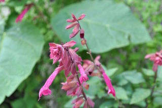 Salvia 'Wendy's Wish'