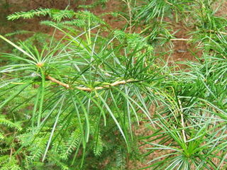 Sciadopitys verticillata