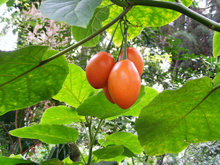 Tamarillo (Cyphomandra betacea)