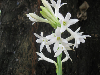 Polyanthes tuberosa, tubéreuse