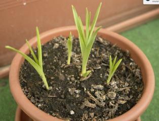 Tubéreuse en pot