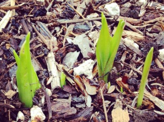 Pousses de tubéreuse au printemps