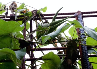 Fruits de wattakaka
