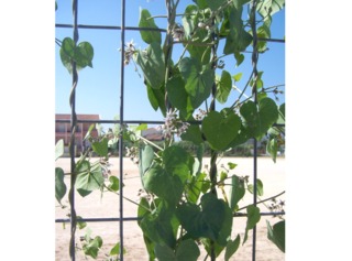 Wattakaka (Dregea sinensis)