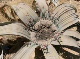 Welwitschia mirabilis
