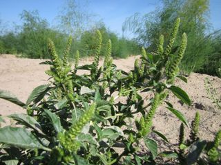 Amarante réfléchie (Amaranthus retroflexus)