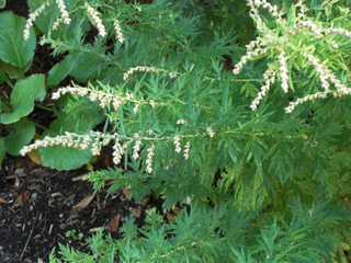 Armoise, Artemisia vulgaris