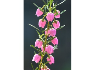 Boronia heterophylla