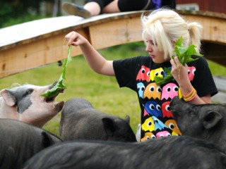 Nourrissage de cochons nains