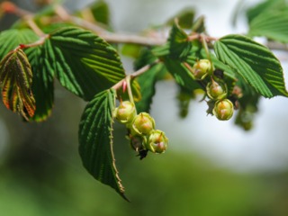 Corylopsis : fruits (en mai)