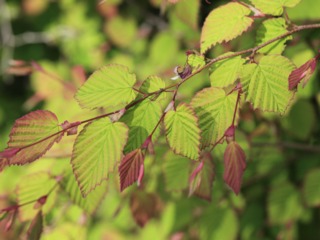 Corylopsis pauciflora : jeunes feuilles