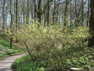 Corylopsis pauciflora planté en sous-bois