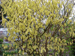 Corylopsis en fleurs