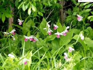 Cypripedium reginae