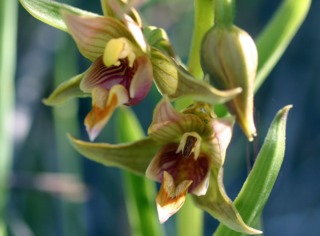 Epipactis gigantea