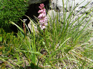 Gymnadenia odoratissima