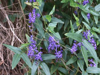 Hardenbergia violacea à floraison violette