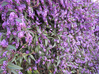 Hardenbergia violacea 'Happy Wanderer' contre un mur