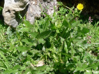 Laiteron (Sonchus oleraceus)