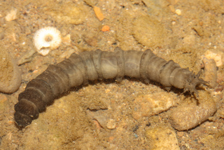 Larve de tipule