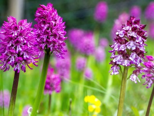 Orchis
