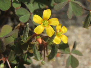 Oxalis corniculé (Oxalis corniculata)