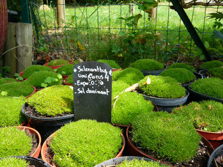 Scleranthus uniflorus - Jeunes plants