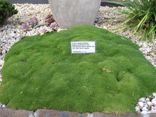Scleranthus uniflorus dans une rocaille
