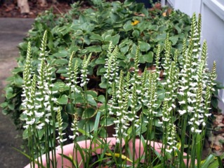 Spiranthes odorada