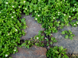 Stellaire (Stellaria media)
