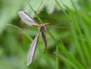 Tipule adulte