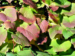 Vigne de Coignet en fin d'été