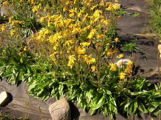 Arnica montana en culture