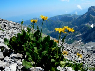 Arnica montana dans son habitat naturel
