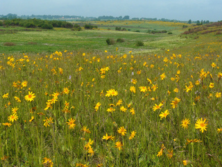 Arnica montana dans un pré d'altitude
