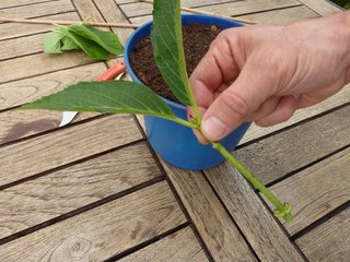 Bouture prête à planter