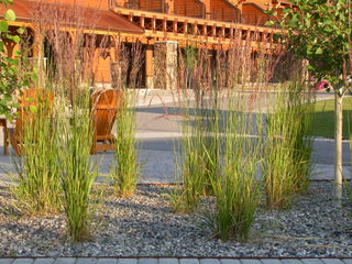 Calamagrostis acutiflora 'Carl Foerster''