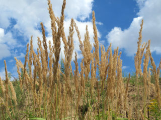 Calamagrostis epigejos