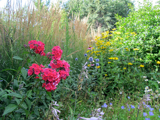 Calamagrostis acutiflora 'Carl Foerster' en fond de massif