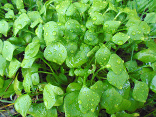Claytonia perfoliata