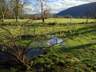 Corylopsis sinensis