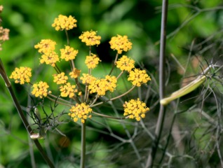 Fenouil bronze : inflorescence