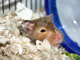 Hamster enfoui dans sa litière