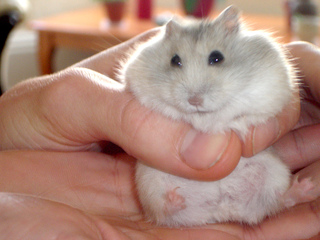 Hamster russe en hiver