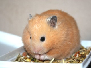 Hamster doré (syrien)