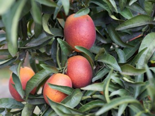 Oranges sanguines
